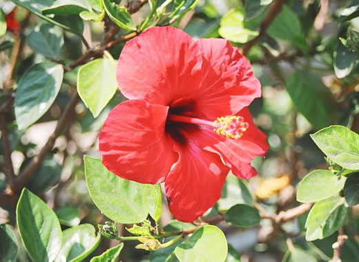 Chá de Hibisco